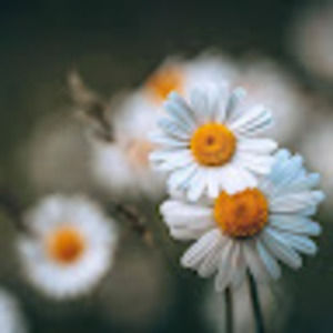 Meet your Posher, Peyton